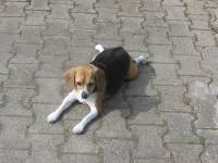 The beagle at home 45 [ 30.28 Kb ]