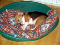 The beagle at home 46 [ 53.90 Kb ]