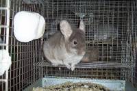 Chinchilla in a cage 2 [ 62.51 Kb ]