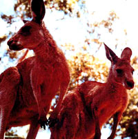 kangaroo6 [ 47.82 Kb ]