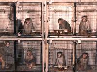 Primati korišteni za pokuse [ 74.73 Kb ]