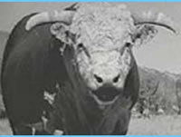 PetaTV: Singing Cows Anti Leather Ad