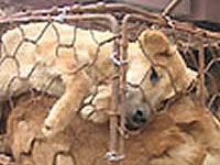 PetaTV: China' s Dog and Cat Fur Trade