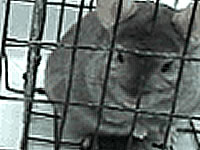 Chinchilla in a cage
