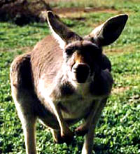 kangaroo12 [ 27.33 Kb ]