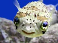 Smiling fish [ 26.15 Kb ]