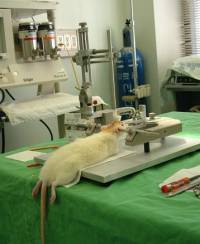 Experiment on a rat [ 26.67 Kb ]