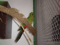Papagaj u azilu Ruscica [ 41.88 Kb ]