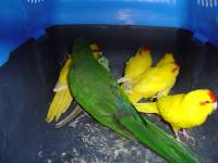 Zaplijenjeni papagaji [ 36.17 Kb ]