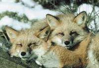 Source: Dr Hadwen Trust - foxes [ 41.22 Kb ]
