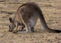 Female kangaroo with Joey infant - copyright Ray Drew [ 52.90 Kb ]
