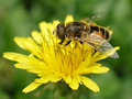 Pčela - život životinja