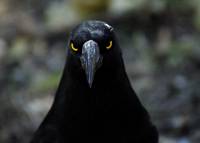 Pied currawong portrait - copyright Ray Drew [ 20.94 Kb ]