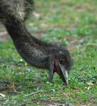 Emu - copyright Ray Drew [ 69.15 Kb ]
