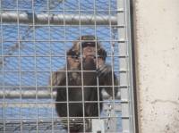 Majmunski 'Guantamo Bay' na španjolskoj rivijeri