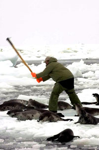 HSUS - Lov, Ubijanje tuljana 4 [ 60.43 Kb ]