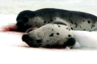 HSUS - Injured Seal [ 32.08 Kb ]