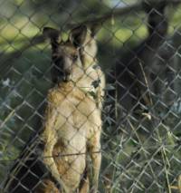 Kangaroos behind wire - Copyright: Ray Drew [ 77.90 Kb ]