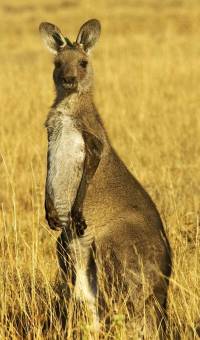 Kangaroo in stress - Copyright: Ray Drew [ 81.42 Kb ]