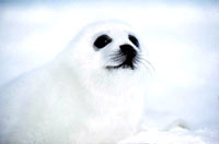 Seal hunt - Seal Face [ 17.66 Kb ]