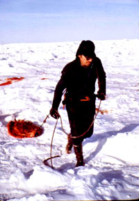 Lov na tuljane - Lovac vuče odrano krzno [ 87.40 Kb ]