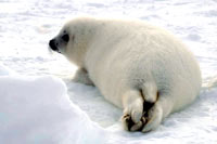 HSUS - Mladunče tuljana, odostraga [ 27.39 Kb ]
