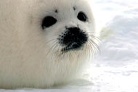 HSUS - Mladunče tuljana, lice 2 [ 31.84 Kb ]