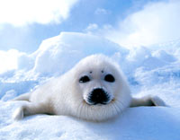 Seal hunt - Seal pup [ 54.09 Kb ]