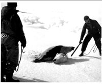 Seal hunt - Hunters and the seal, BW [ 54.00 Kb ]