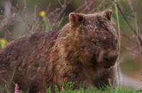 Wombat - copyright Ray Drew [ 92.04 Kb ]