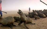 Namibian seal hunt 2
