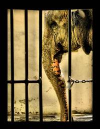 Slon u zatvoru [ 51.57 Kb ]