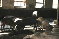 Pig Farm 'Eko Mavrovic' 3 [ 659.39 Kb ]