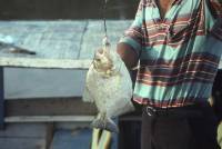 Peru piranha fishing [ 57.70 Kb ]