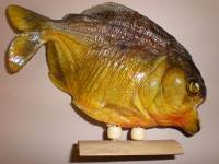 Souvenir piranha [ 107.92 Kb ]