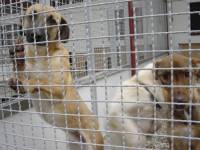 Dogs in Dumovec shelter [ 97.63 Kb ]