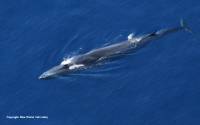 Veliki kit (Balaenoptera physalus), snimljen iz istraživačkog zrakoplova u sklopu Istraživanja dupina iz zraka, 2010. (foto: Plavi svijet) [ 49.41 Kb ]