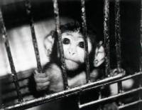 Testiranje na životinjama - majmun u kavezu [ 35.00 Kb ]