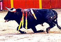 Bull-fighting and Fiesta -10 [ 24.79 Kb ]