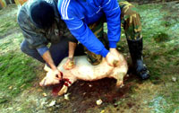 Kolinje - Backyard pig slaughter 04 [ 58.74 Kb ]