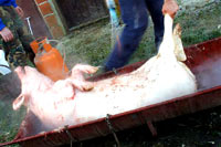 Kolinje - Backyard pig slaughter 06 [ 54.87 Kb ]