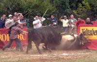 Bullfights [ 113.17 Kb ]