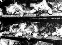 Mačke ubijene nakon pokusa [ 22.61 Kb ]