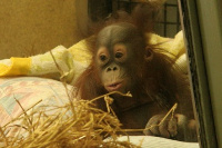 Djete orangutana u zoološkom vrtu - Wanda Embar