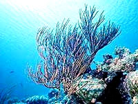 Koralj [ 26.79 Kb ]
