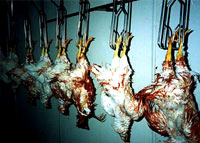 Hen slaughter [ 33.47 Kb ]