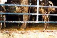 Prljave krave [ 42.81 Kb ]