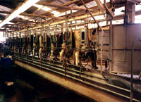 Farma mlijeka [ 49.09 Kb ]