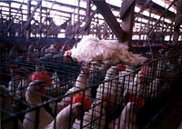 Mrtva kokoš na kavezu [ 34.05 Kb ]