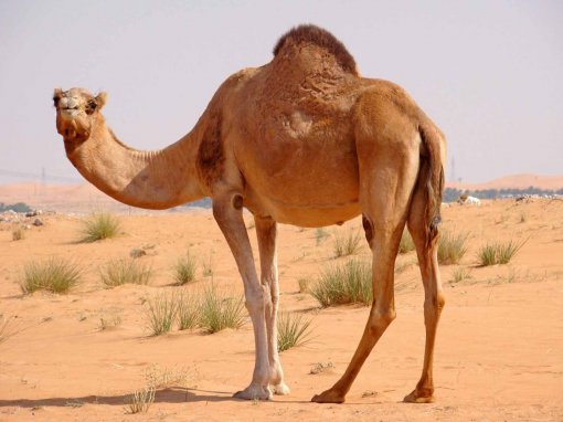camel [ 121.41 Kb ]